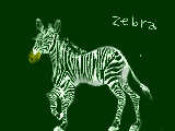 zebra･･･だいすき！
