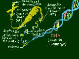 [2009-09-09 16:56:13] 螺旋のDNA