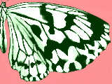 [2009-09-14 20:15:47] 斑蝶　　写真を模写しました