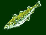 コマイ [氷下魚]／こまいモノをコマイ、大きいのはオオマイと呼ぶらしい。そしてウマイらしい。