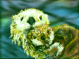 [2010-03-06 11:43:31] Sea Otter