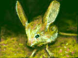 Long-eared Jerboa