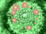 [2011-09-10 16:57:10] サボテンの花