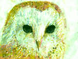 [2012-07-12 02:13:44] Barn Owl