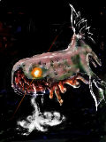 [2012-08-09 23:15:26] 謎の深海魚
